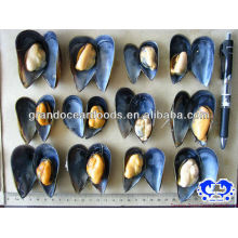 Frozen IQF mussel meat with shell